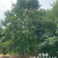 五角楓濰坊直營